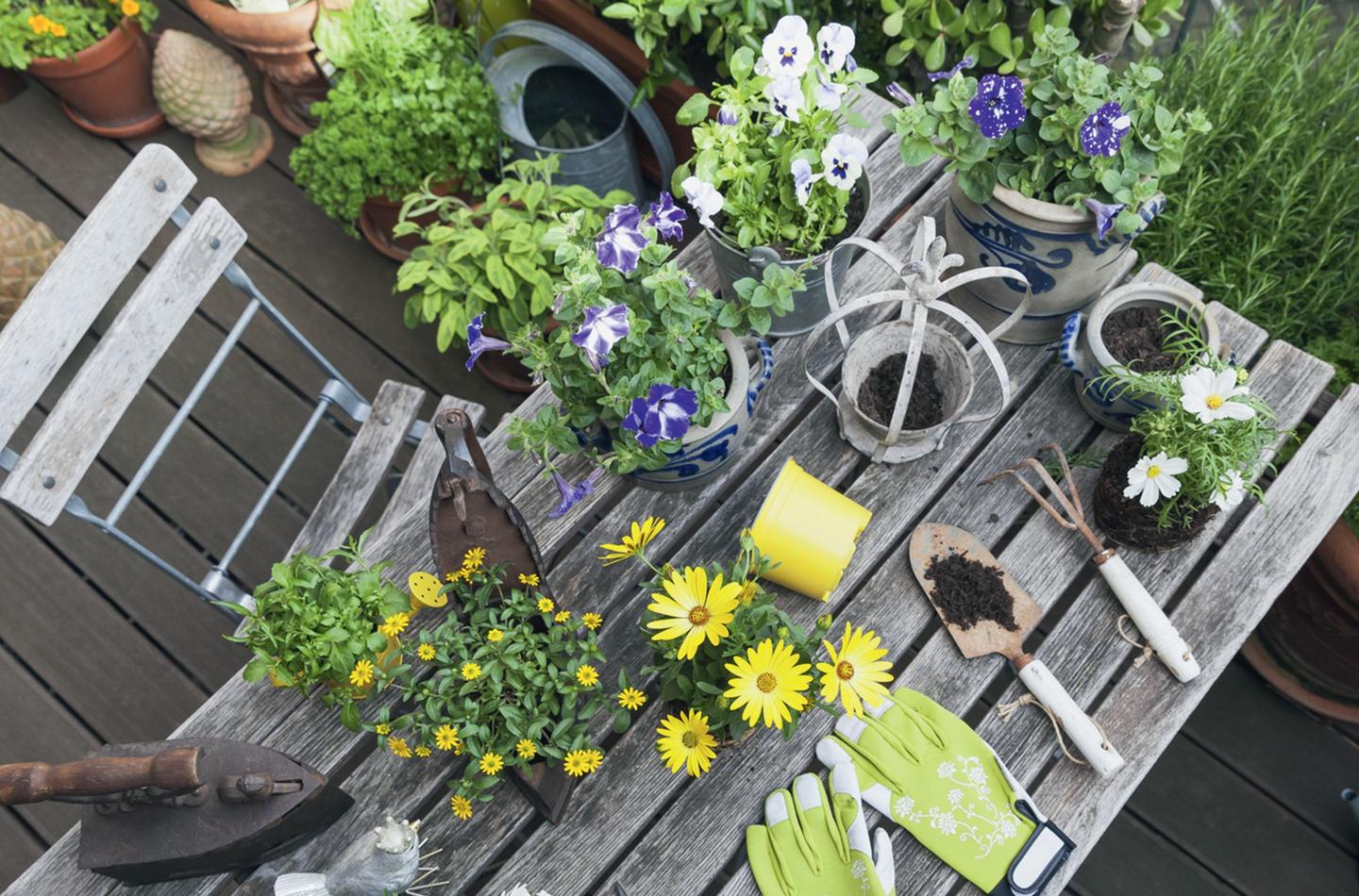 Gartengeräte und Pflanzen auf einem Holztisch. Perfekt für die Gartenarbeit.