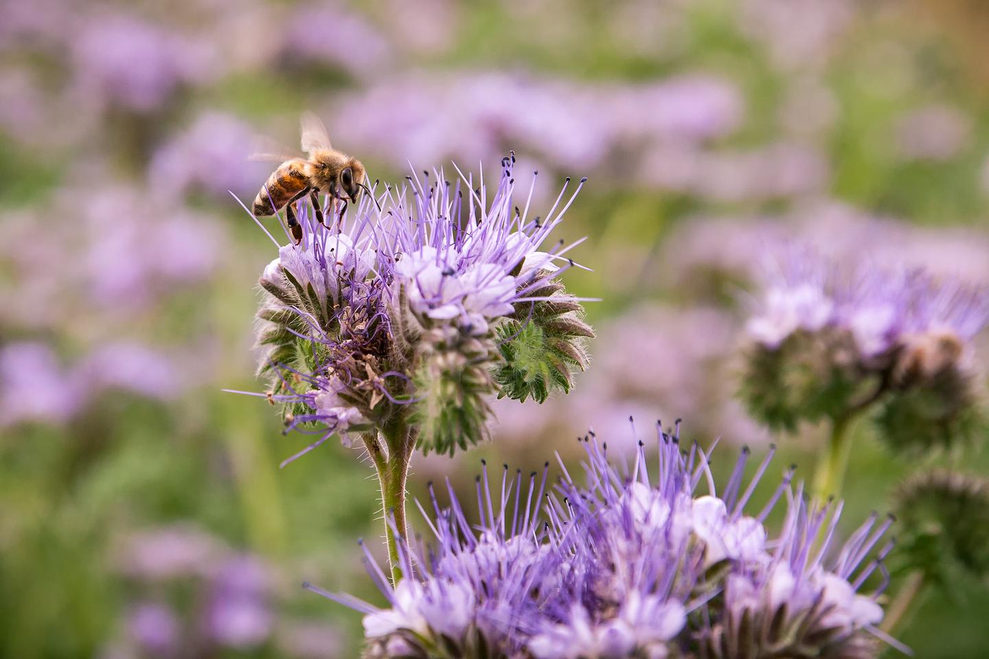 Detailansicht einer lila blühenden Phaceliapflanze mit Biene