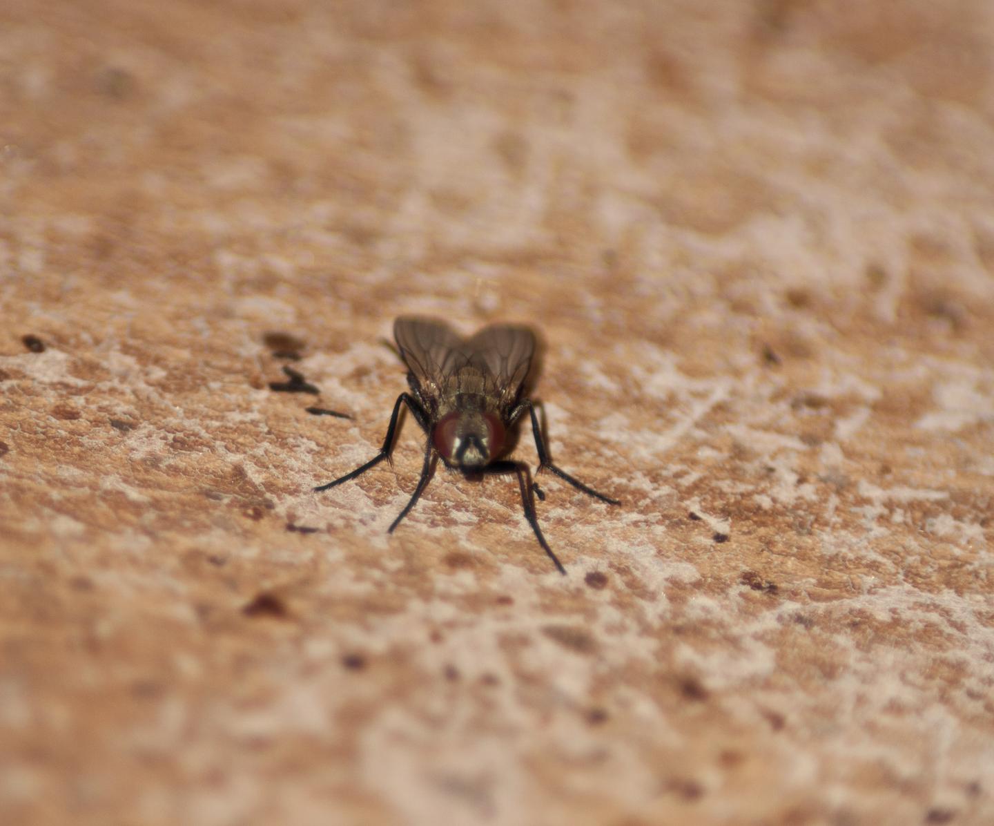 Insektenbekämpfung: Nahaufnahme einer Fliege