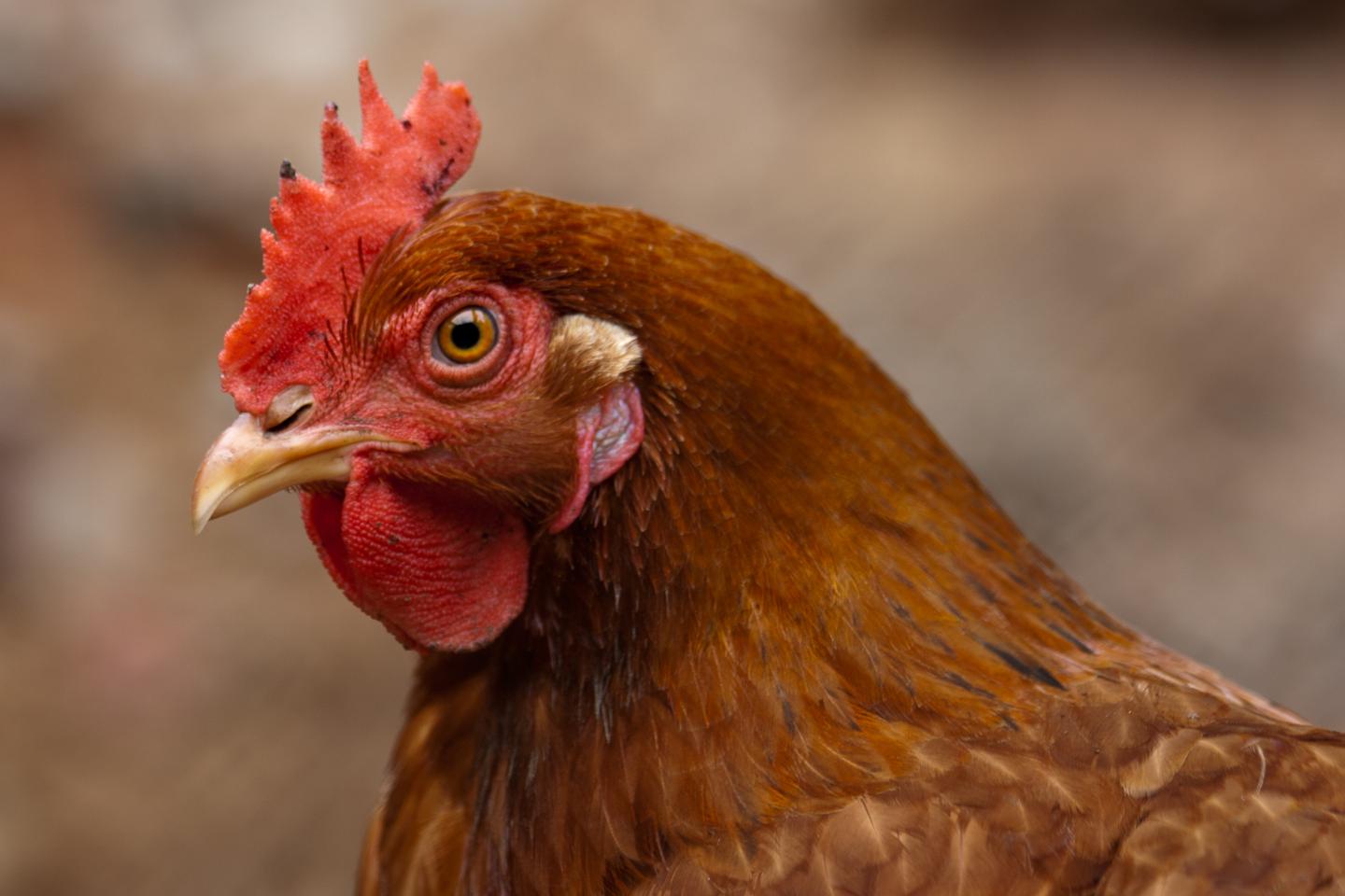 Ein Nahaufnahme eines braunen Huhns mit rotem Kamm.