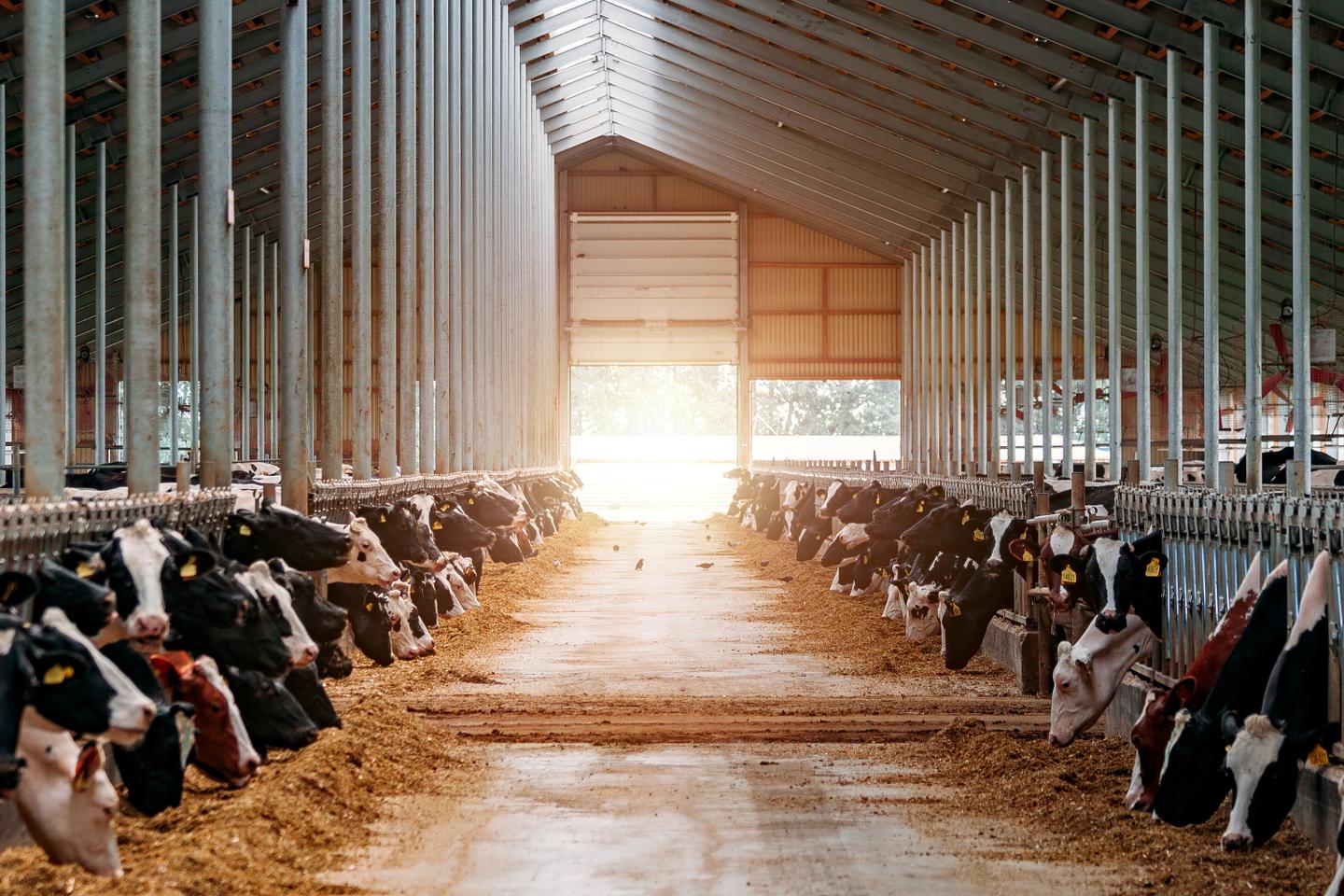 Fressende Kühe in einem Stall mit Sonnenlicht, das durch das Dach scheint.
