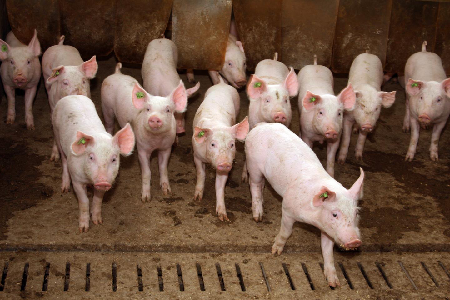 Eine Gruppe von Schweinen steht im Stall.