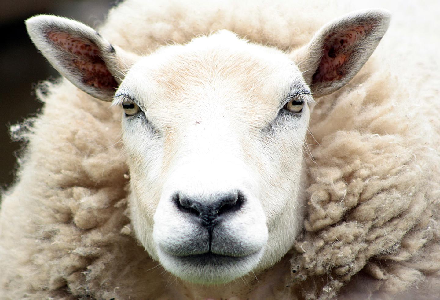 Nahaufnahme eines Schafs mit weißem Gesicht.