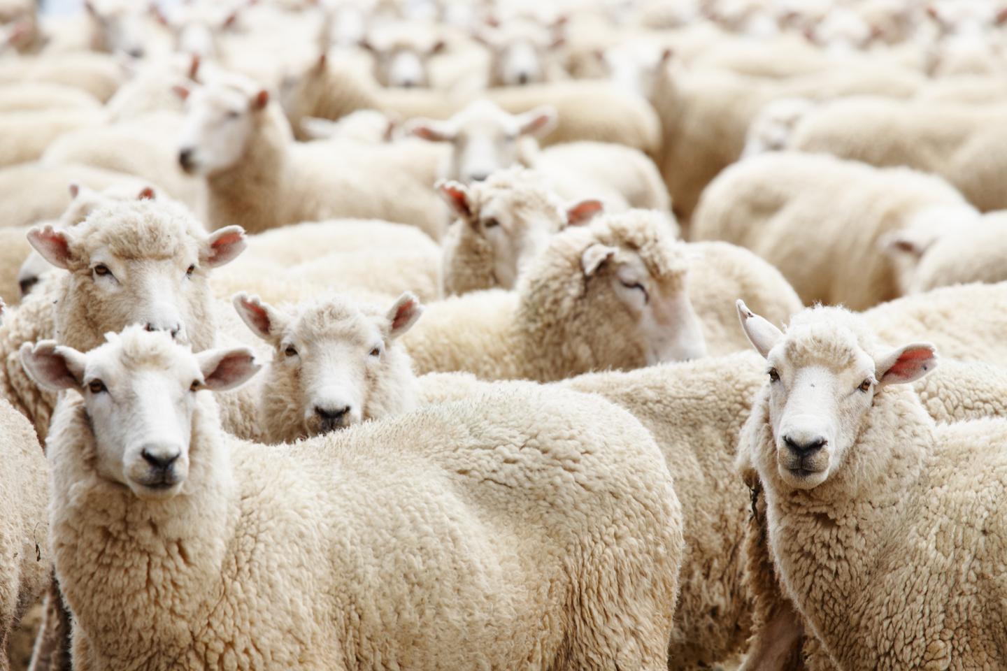 Viele Schafe in einer Gruppe auf dem Feld.