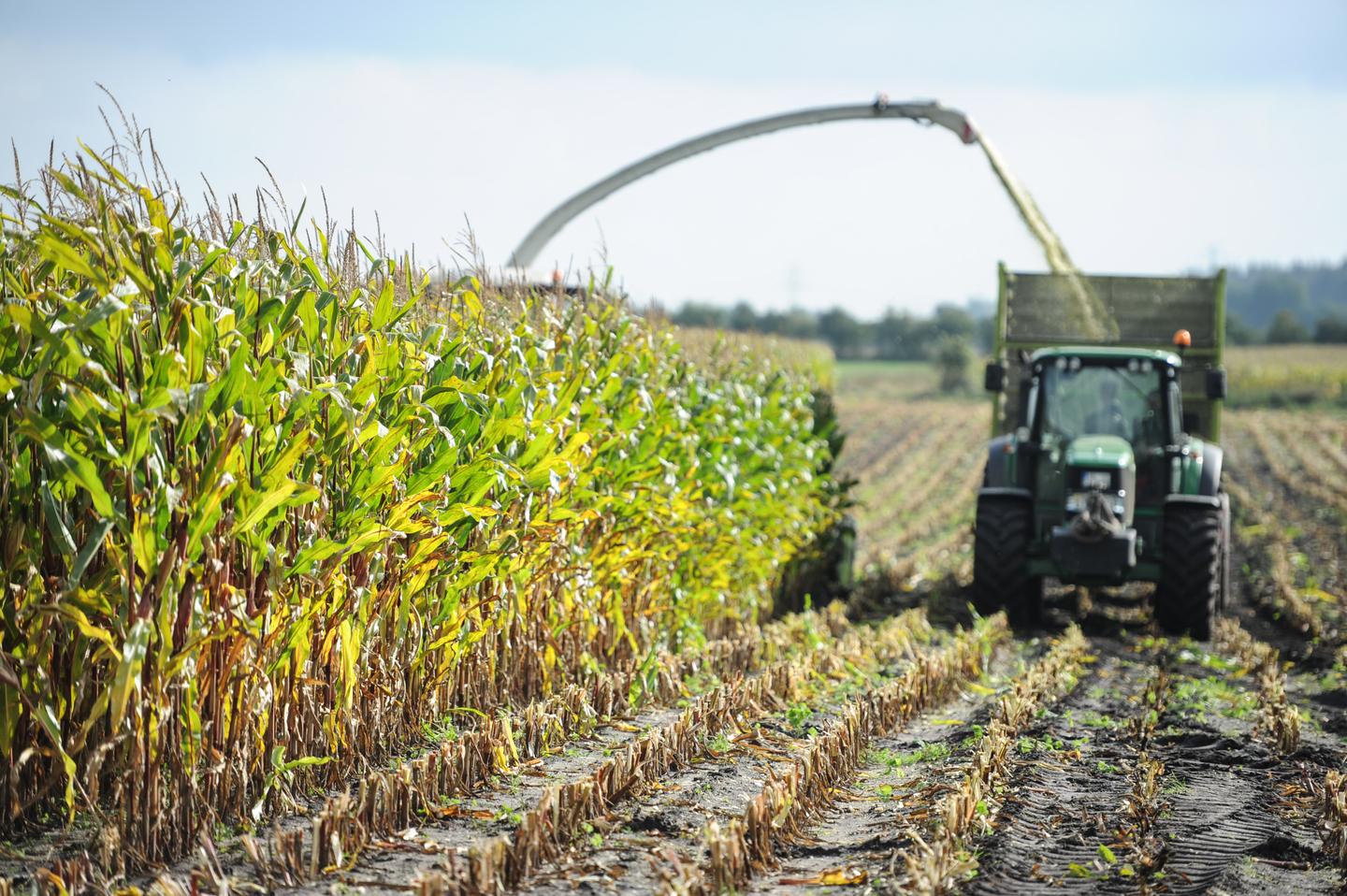 Ein Traktor erntet Mais auf einem Feld.