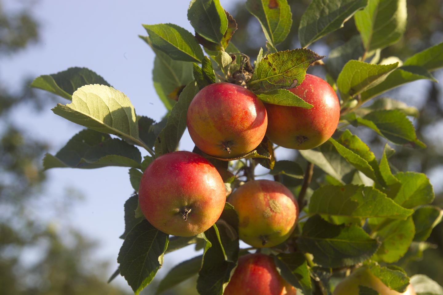 Apfelbaum mit reifen Äpfeln im Obstgarten.