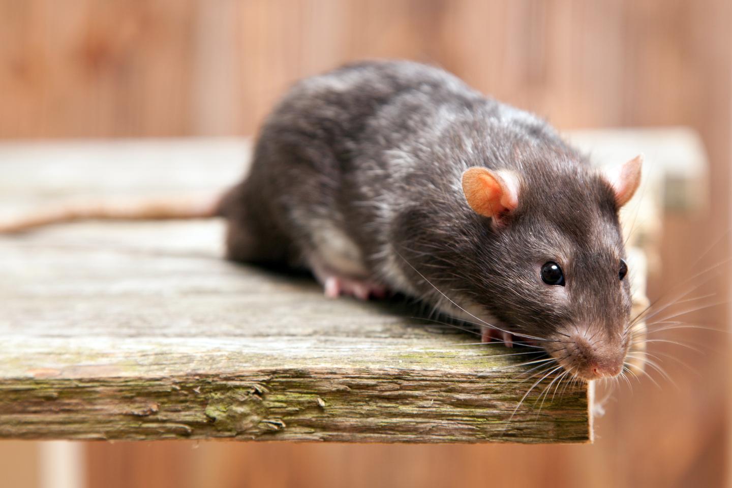Eine Ratte, die auf einem Holzbrett steht und neugierig in die Kamera schaut.