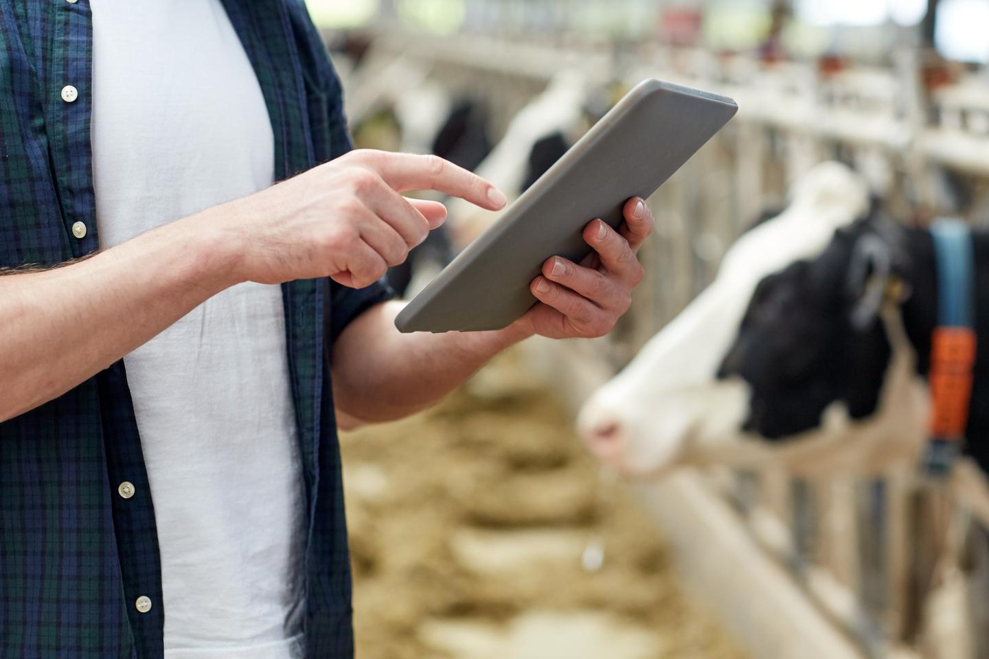 Landwirt mit Tablet in einen Stall mit Kühen