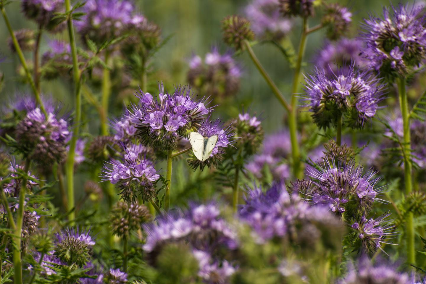 Lila blühende Phacelia Pflanzen mit Schmetterling