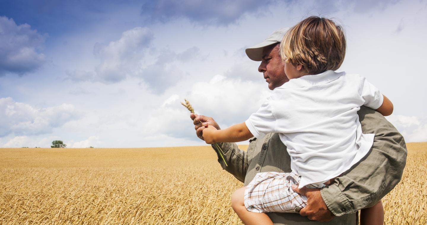 Mann mit Kind auf dem Arm prüft reifes Getreide