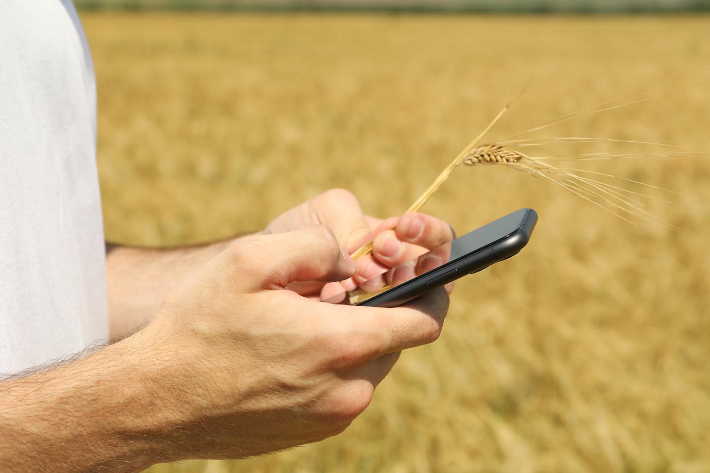 Landwirt prüft Ernteergebnisse im agrarportal über das Handy