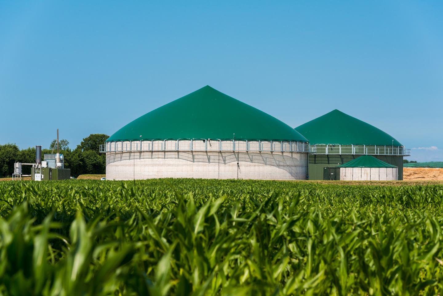 Maisfeld mit Biogasanlagen