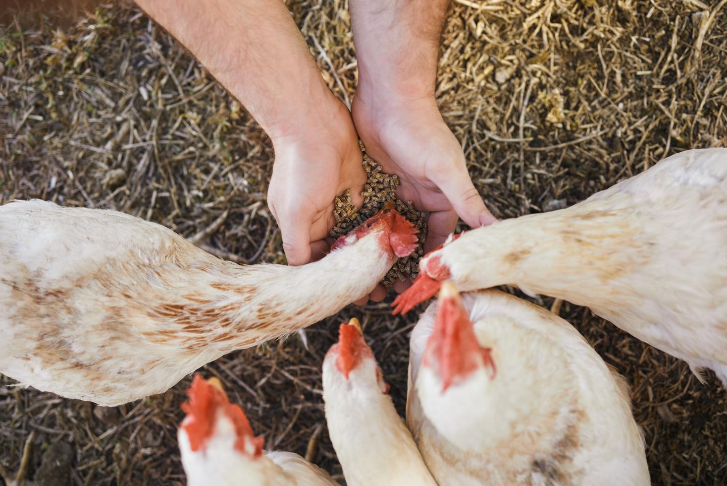 Fünf Hühner fressen im Stall direkt aus der Hand