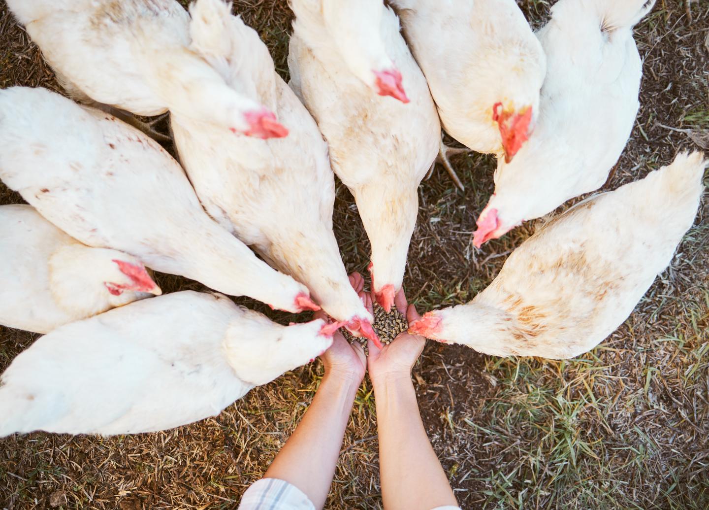 Hühner picken Futter direkt aus der Hand