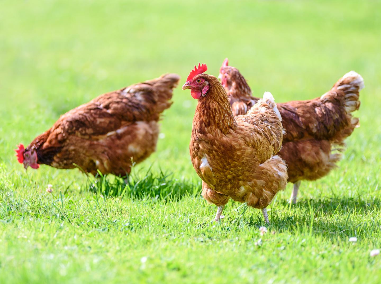 Drei Hühner auf einer Grasfläche